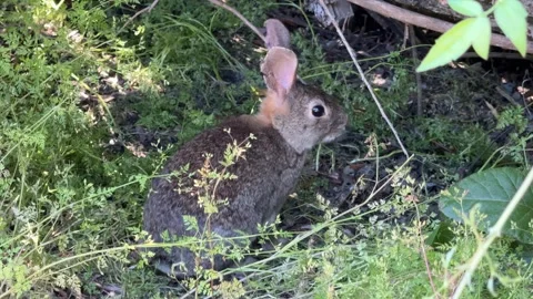 Gray rabbit in the underbrush Stock-Footage 311121477