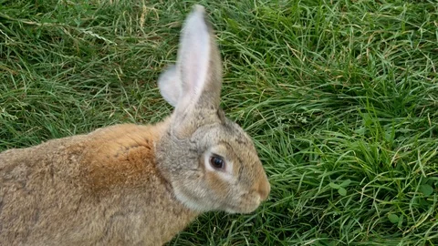 Gray rabbit walking in green grass. Stock Footage 117437842