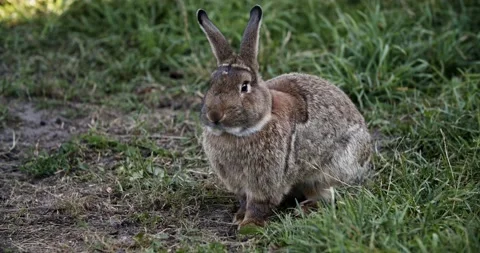 A gray rabbit walks in a green meadow in the wild. Wild rabbit hunting object Stock-Footage 158581093