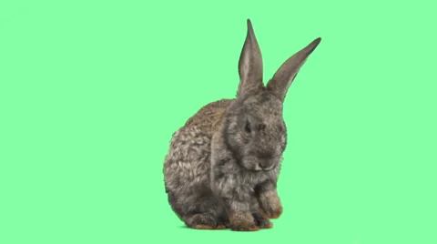 Gray rabbit washing his face on the green screen Stock Footage