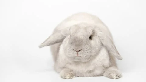 A gray rabbit on a white background, lies and moves its nose. Video stock 236848390