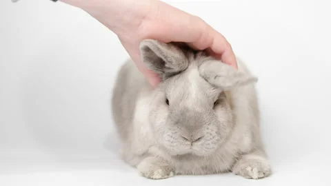 Gray rabbit on a white background is stroked by hand Video stock 236848702