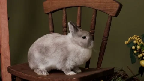 Gray rabbit on a wooden chair in Easter decorations. Stock Footage 179882152