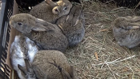 Gray rabbits in a box Stock Footage 85875630