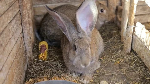 gray rabbits in a cage eat corn Stock Video Pond5