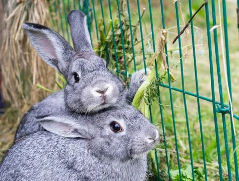 Gray rabbits Stock Photos