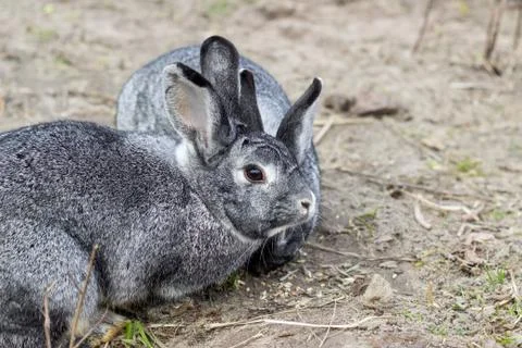 Gray rabbits Stock Photos