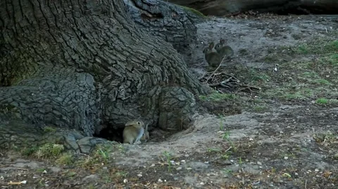 Gray rabbits play near the tree. Video stock 62922722