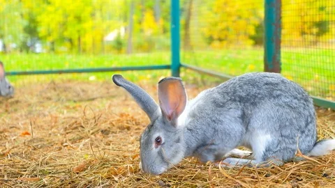 Gray rabbits subsist straw. Easter symbol Stock Footage 116485185