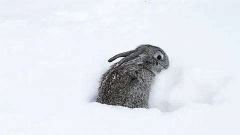 Gray rabbits walking on white snow. Stock-Footage 113699113