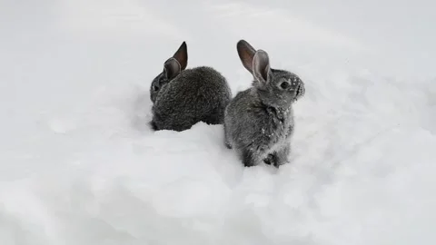 Gray rabbits walking on white snow. Stock-Footage 113699283