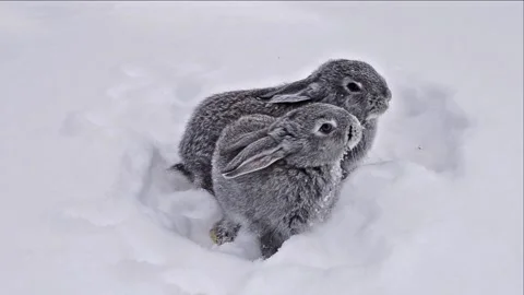 Gray rabbits walking on white snow. Stock Footage 113699295