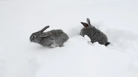 Gray rabbits walking on white snow. Stock-Footage 113699309