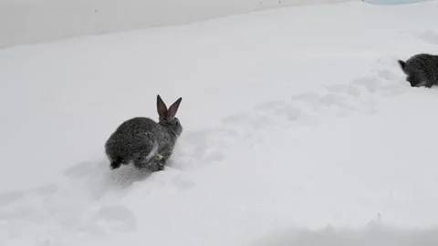 Gray rabbits walking on white snow. Stock-Footage 113699318