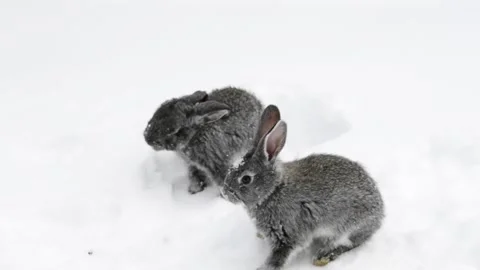 Gray rabbits walking on white snow. Stock-Footage 113699328