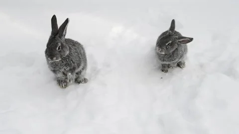 Gray rabbits walking on white snow. Stock-Footage 113699330