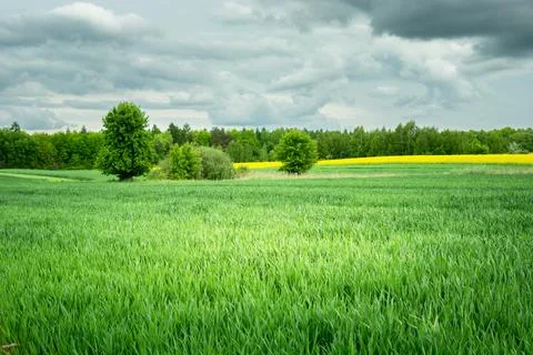 Gray rain clouds over a green field Stock Photos