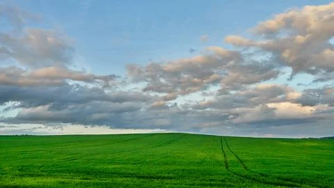 Gray rain clouds over a wheat field during sunset. Weather forecast. Rain in  Stock Photos