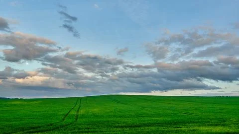 Gray rain clouds over a wheat field during sunset. Weather forecast. Rain i.. Stock Photos