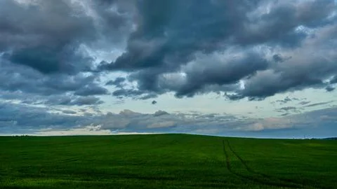 Gray rain clouds over a wheat field during sunset. Weather forecast. Rain in  Foto stock