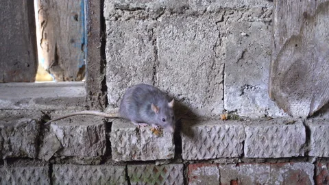 Gray Rat Animal Located In Brick Basement Stock Footage 115909809