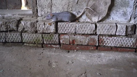 Gray Rat Animal Located In Brick Basement Stock Footage 115910239