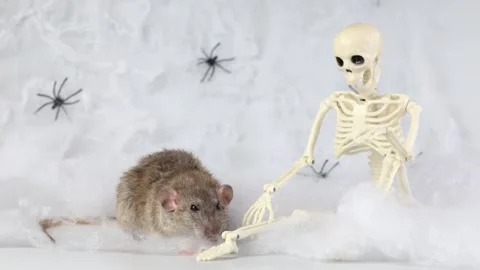 Gray rat on the background of a web with spiders and a toy skeleton. 스톡 동영상 286978748