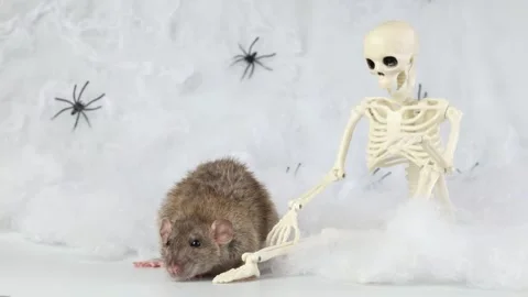 Gray rat on the background of a web with spiders and a toy skeleton. Video stock 286978971