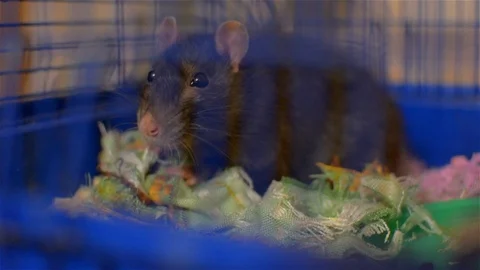 Gray rat in a blue cage. young pet Stock Footage 101897606