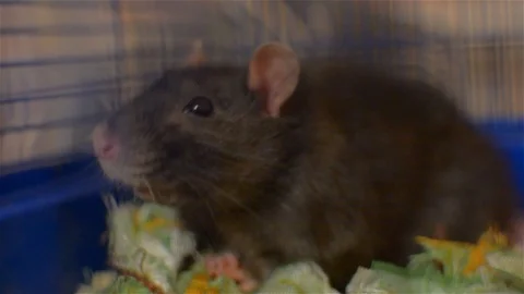 Gray rat in a blue cage. young pet Stock Footage 101897625