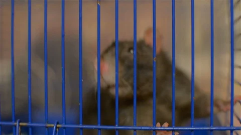 Gray rat in a blue cage. young pet Stock Footage 101897639