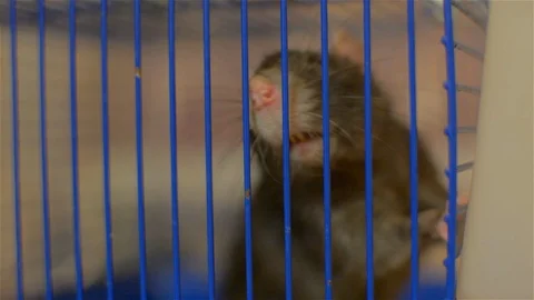 Gray rat in a blue cage. young pet Stock Footage 101897654