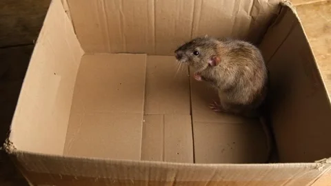 Gray rat in a cardboard box. Stock Footage 294377738