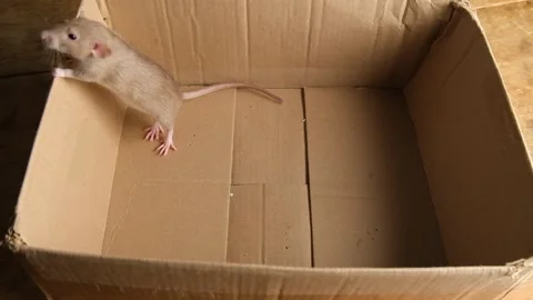 Gray rat in a cardboard box. Stock Footage 294377851