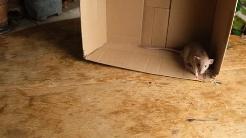 Gray rat in a cardboard box. Stock Footage 295478112