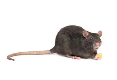 Gray rat with cheese Stock Photos