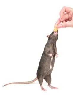 Gray rat with cheese Stock Photos