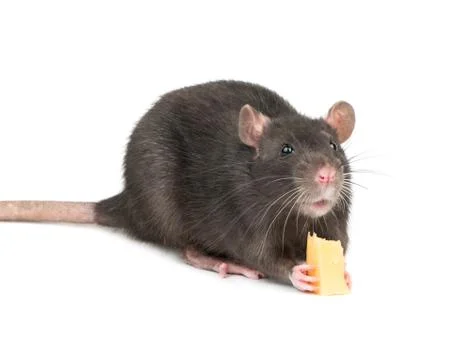 Gray rat with cheese Stock Photos