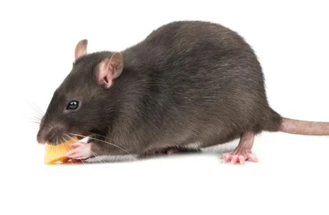Gray rat with cheese Foto stock