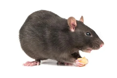 Gray rat with cheese Stock Photos