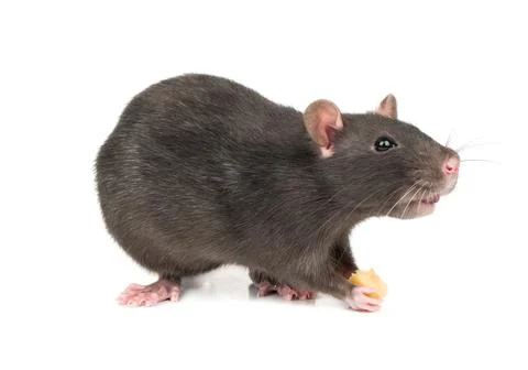 Gray rat with cheese Stock Photos