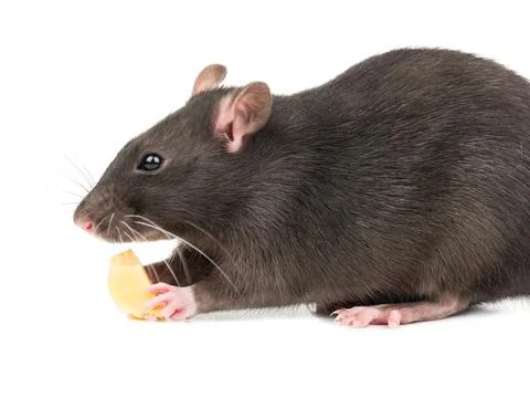 Gray rat with cheese Stock Photos
