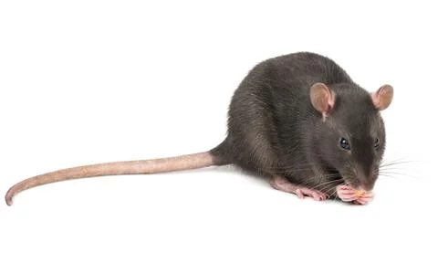 Gray rat with cheese Stock Photos