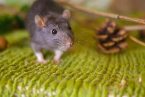 Gray rat close up. Cute mouse looks. Stock Photos