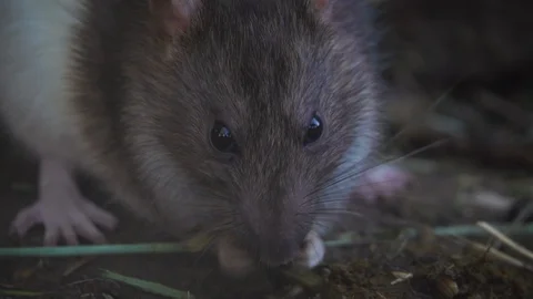 Gray rat closeup in manure Stock-Footage 107974637