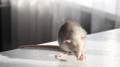 Gray Rat on the countertop in the kitchen. Stock Footage 263869157