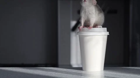 Gray Rat on the countertop in the kitchen. A rodent sits on a glass of drink. Stock Footage 263869245