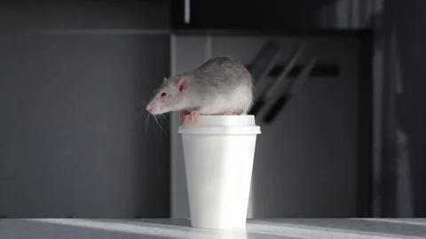 Gray Rat on the countertop in the kitchen. A rodent sits on a glass of drink Stock Footage 263869526