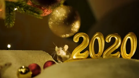 A gray rat crawls out from behind the 2020 sign, the symbol of the new year. Video stock 117443983
