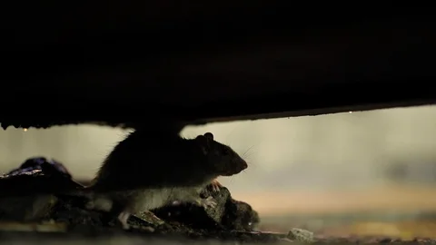 Gray Rat In The Darkness Stock Footage 102404788